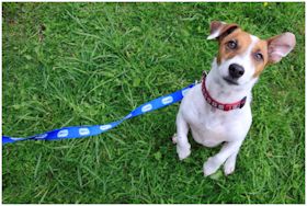 jrt on grass with lead