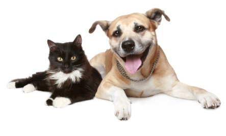 Royal Society for the Prevention of Cruelty to Animals Tameside and Glossop Branch logo
