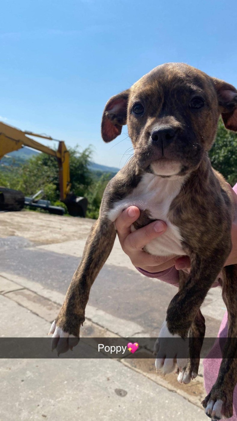 All adopted -Boxer x Staffy – RSPCA Tameside and Glossop Branch